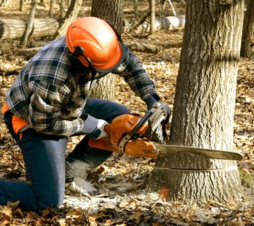 Tree Removal in Chassell, MI